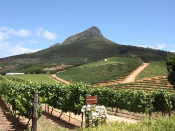 Cape Town Winelands & Garden Route - Vineyard